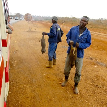 Slaughtered Marmot/Groundhogs